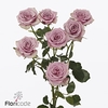 Rosa spray leila