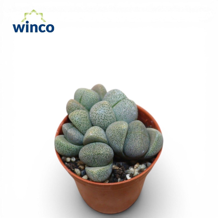 <h4>Pleiospilos Nelii (Group)</h4>