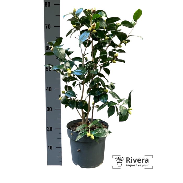 <h4>Camellia japonica wit 27</h4>