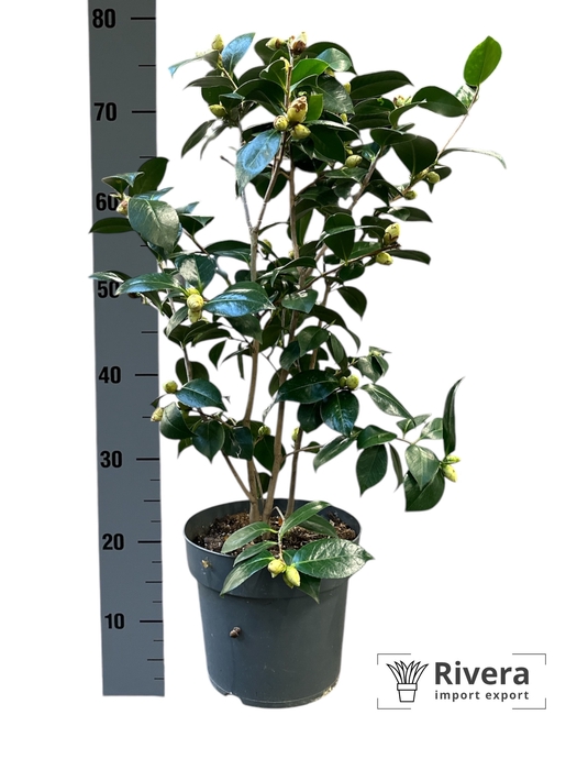 Camellia japonica wit 27