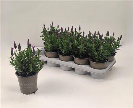 <h4>Lavendel Big Night</h4>