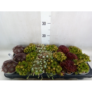 Sempervivum   ...mix