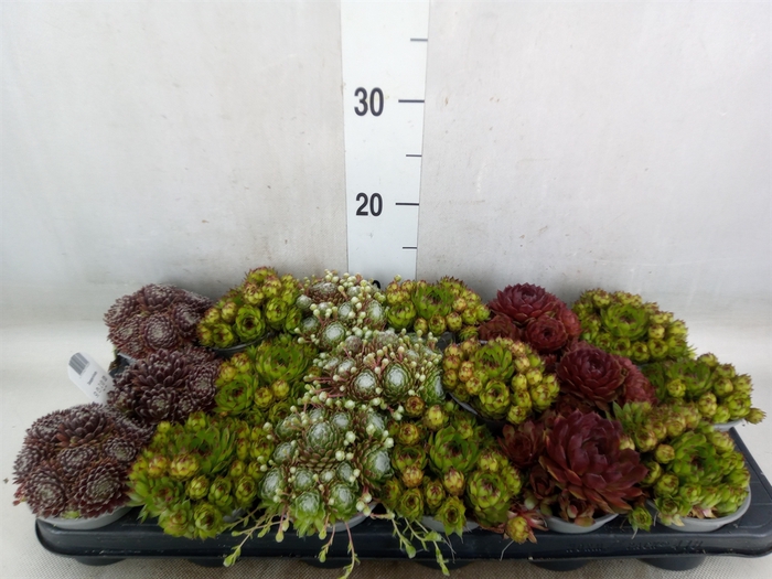 <h4>Sempervivum   ...mix</h4>