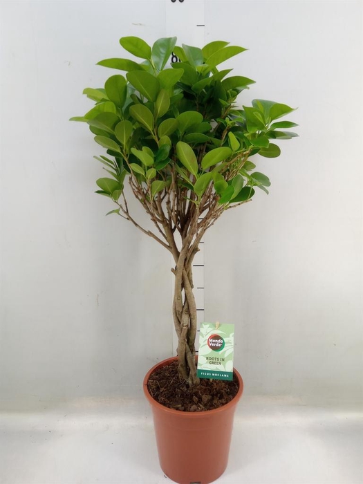<h4>Ficus microcarpa 'Moclame'</h4>
