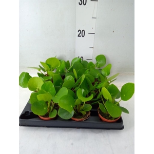 Pilea peperomioides