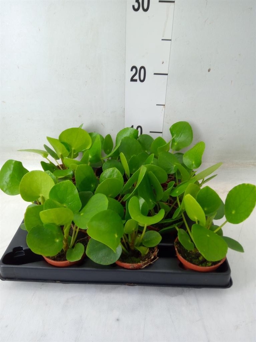 <h4>Pilea peperomioides</h4>