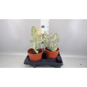 Euphorbia lactea