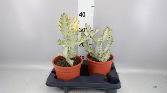 <h4>Euphorbia lactea</h4>