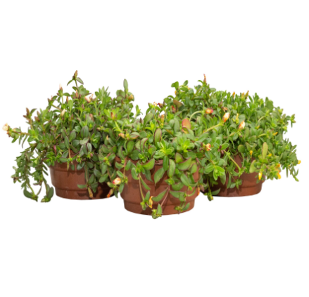 <h4>PORTULACA C21</h4>