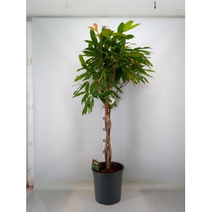 Ficus binn. 'Amstel King'