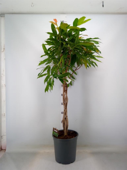 <h4>Ficus binn. 'Amstel King'</h4>