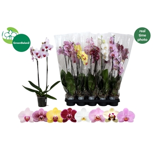 PHAL GEM