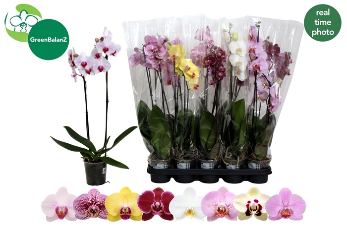 <h4>PHAL GEM</h4>