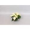 Poinsettia 6  cm Alaska White 2 / 4 kop