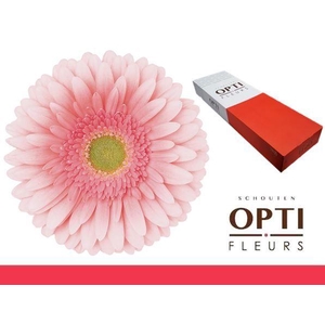 Gerbera Romella Doos