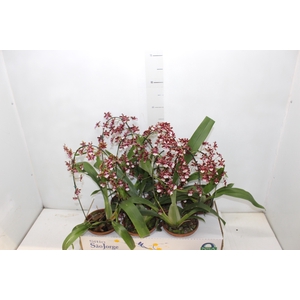 ONCIDIUM SHARRY BABY P15
