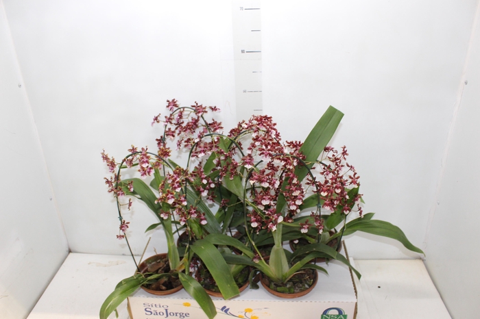 <h4>ONCIDIUM SHARRY BABY P15</h4>