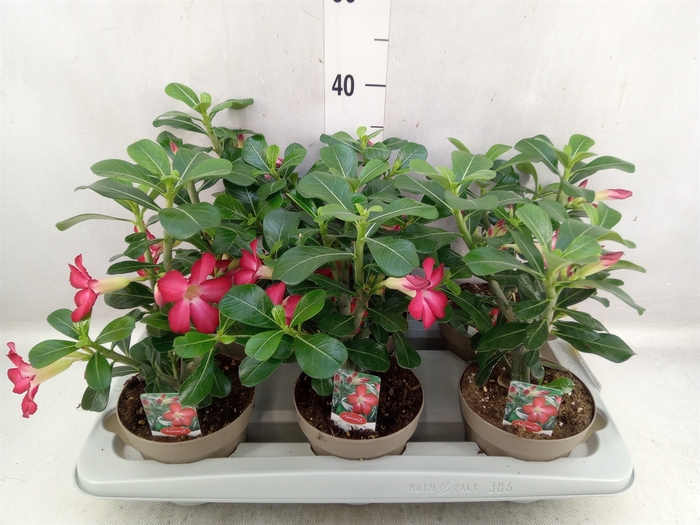 <h4>Adenium obesum 'Anouk'</h4>