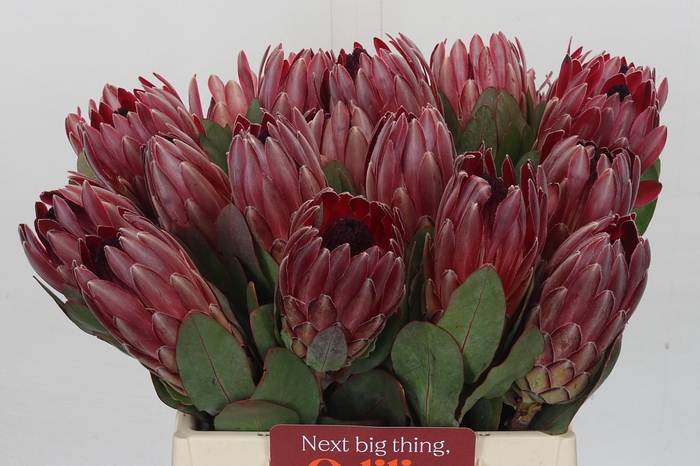 <h4>Protea Sharon</h4>