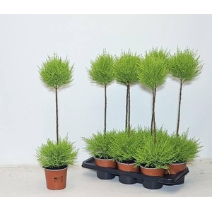 CUPR MA GOLDC VORMEN