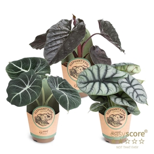 Alocasia Collection