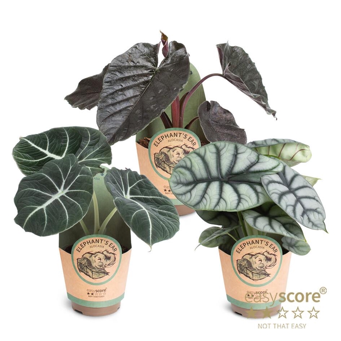 <h4>Alocasia Collection</h4>