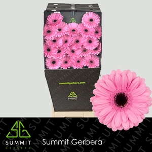 Germini Talent Diamond per kaart