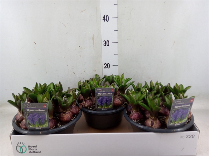 <h4>Hyacinthus orie. 'Blue Star'</h4>