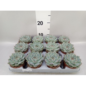 Echeveria   ...