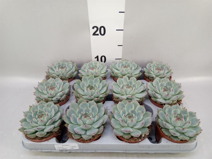 <h4>Echeveria   ...</h4>