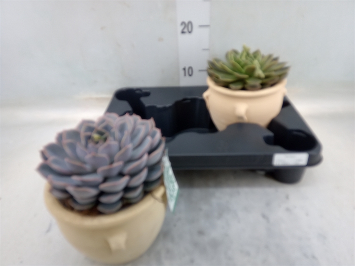 <h4>Echeveria   ...mix</h4>