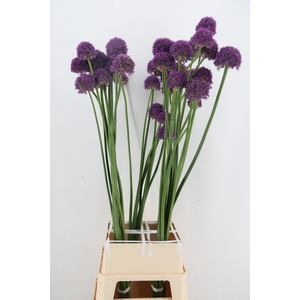 ALLIUM OV
