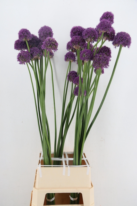 <h4>ALLIUM OV</h4>