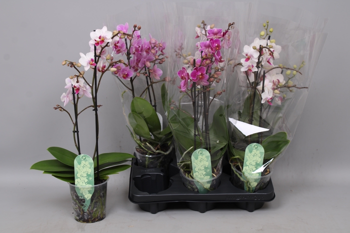 <h4>PHAL MF GEM 3 KL</h4>