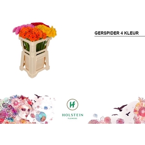 Germini Spider Mix Spider Water