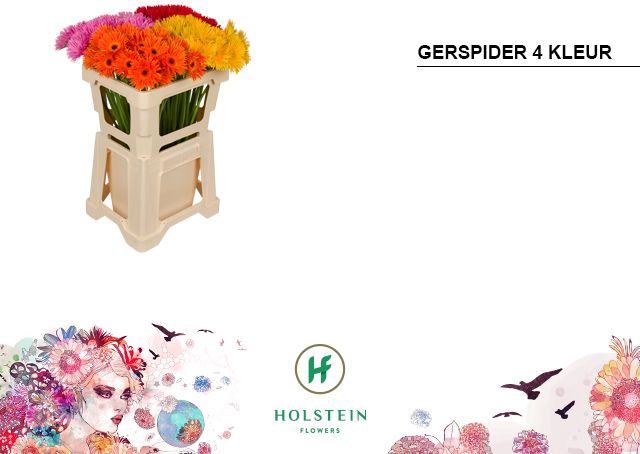 <h4>Germini Spider Mix Spider Water</h4>