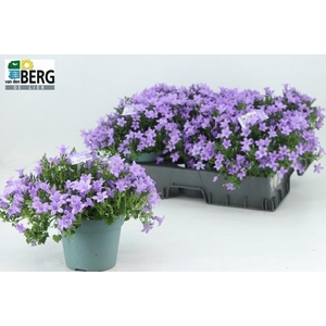 CAMP PORTENSCHLAGIAN