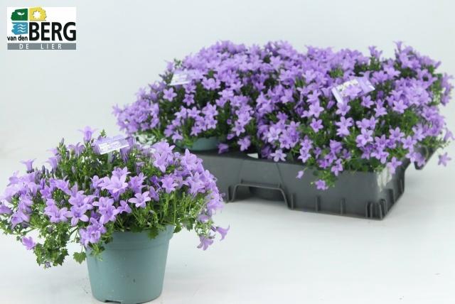 <h4>CAMP PORTENSCHLAGIAN</h4>