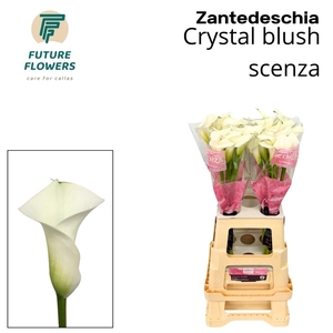ZANT CRYSTAL BLUSH