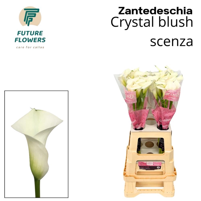 <h4>ZANT CRYSTAL BLUSH</h4>