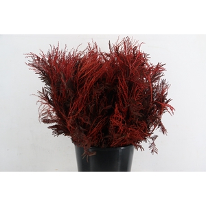 ACACIA MIMOSA DEALBATA RED 200GR