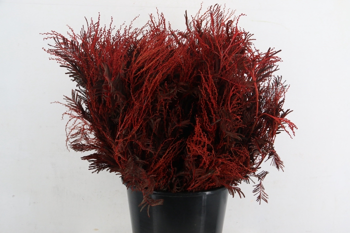 <h4>ACACIA MIMOSA DEALBATA RED 200GR</h4>
