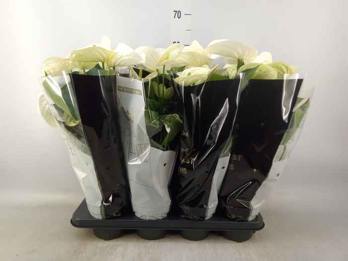 <h4>Anthurium andr. 'Alpine'</h4>