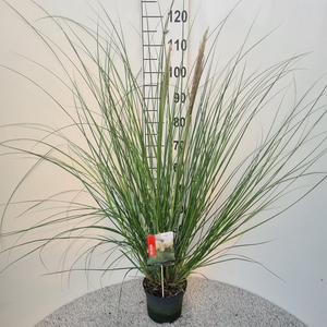 Cortaderia sell. 'Pumila'