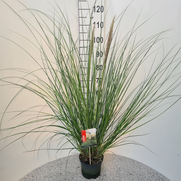 <h4>Cortaderia sell. 'Pumila'</h4>