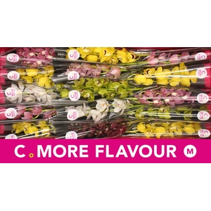 Mini cymbidium 'Mix' 50 cm