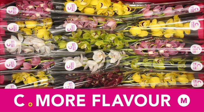 <h4>Mini cymbidium 'Mix' 50 cm</h4>