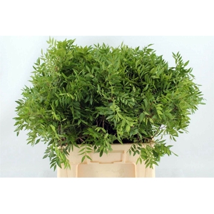 PISTA OV BLAD