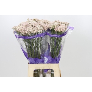 Ozothamnus Cooks Tall Pink