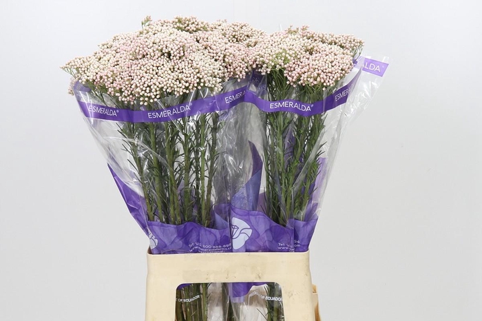 <h4>Ozothamnus Cooks Pink</h4>